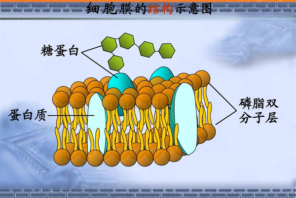 健康饮食——说说必不可少的食用油 - 陕西粮农油脂集团有限公司